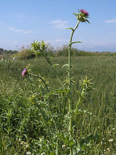 Ostropestřec - Silybum marianum 100 g